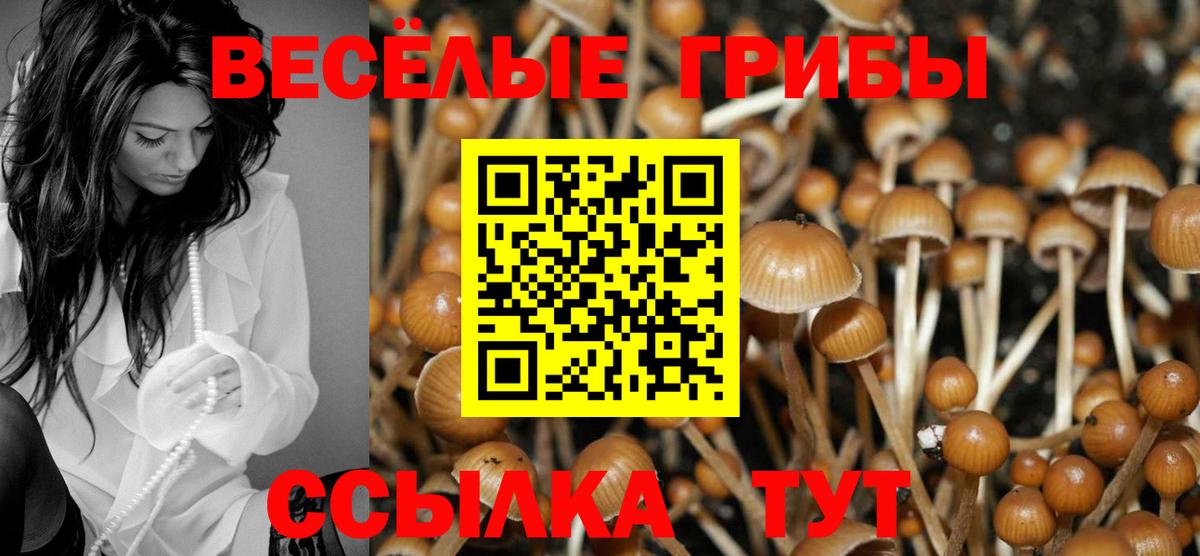 Галлюциногенные грибы Psilocybe  Вход с VPN  Ковров 